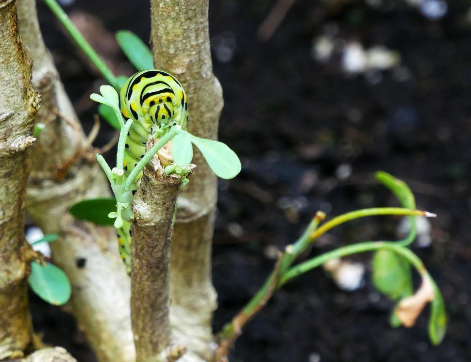 Free Image of Eastern Swallowtail Caterpillar Feeding on Common Rue Plant 