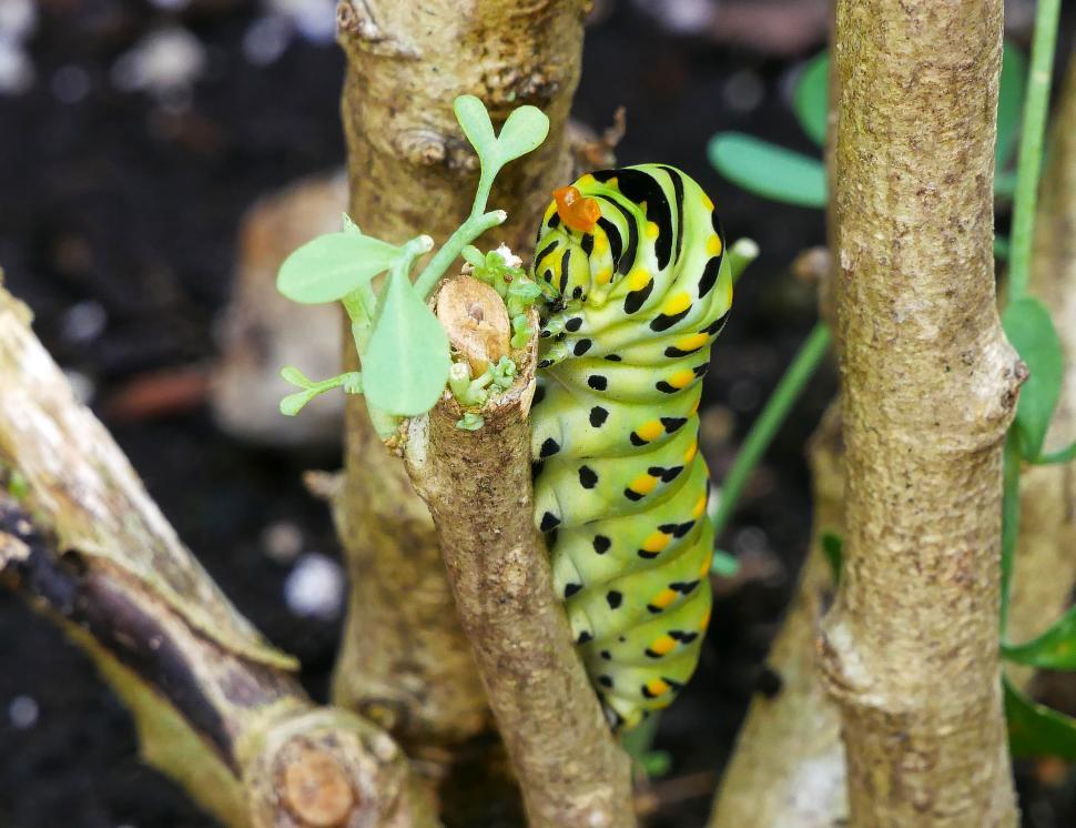 Free Image of Black Swallowtail Butterfly Caterpillar on Cut Branch 