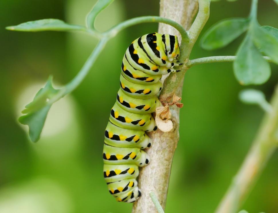 Free Image of Black Swallowtail Butterfly Caterpillar 