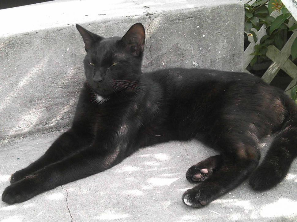 Free Image of Black Cat 