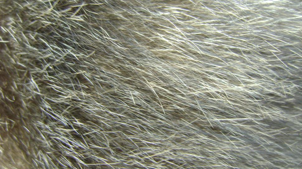 Free Image of Close-up of cats fur 