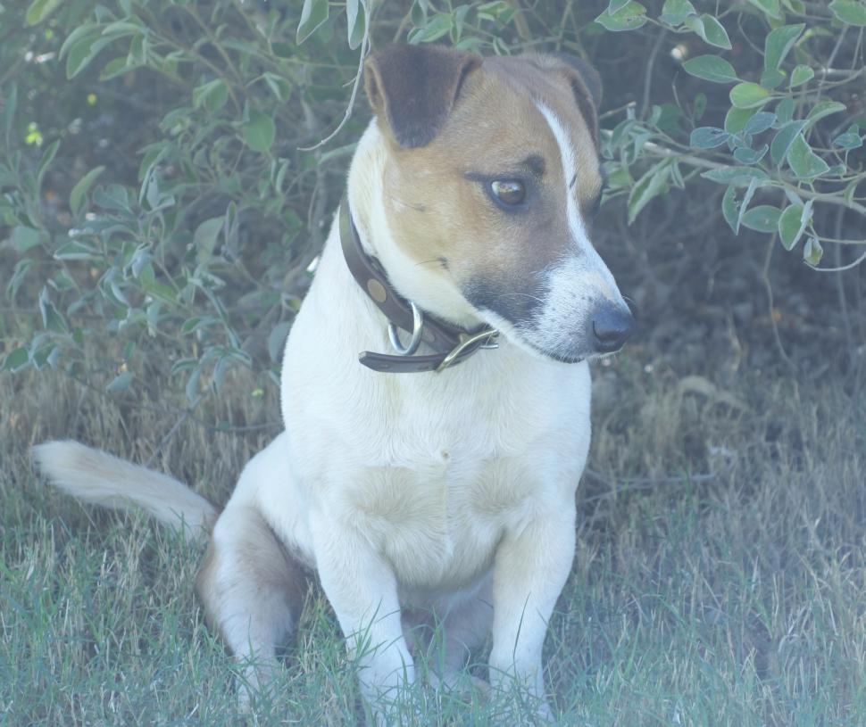Free Image of Jack Russell Terrier  