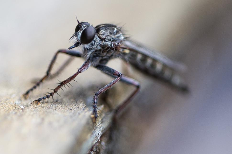 Free Image of Robber Fly Macro 