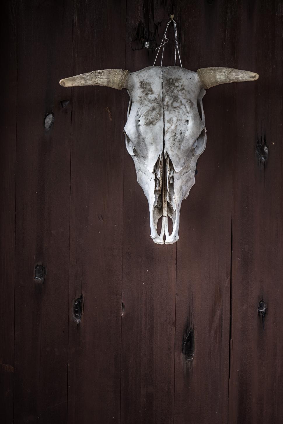 Free Image of Cow skull hanging on wood 