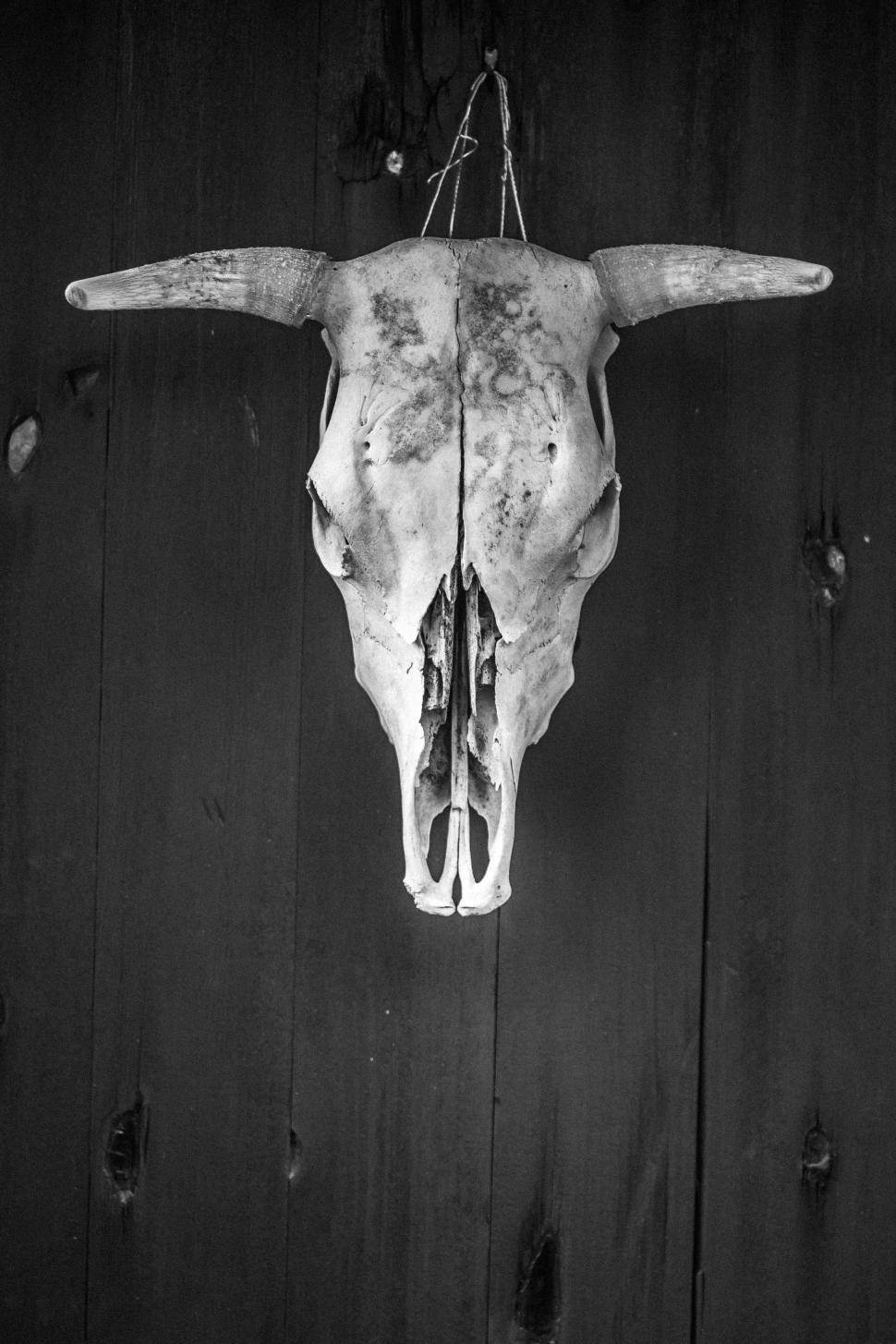 Free Image of Black and white photo of a cow skull 