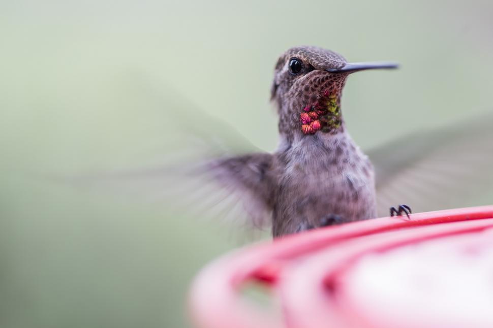 Free Image of Iridescent colors on hummingbird 