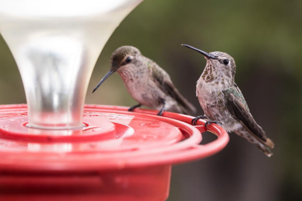 Free Image of Two Hummingbirds on a Feeder 