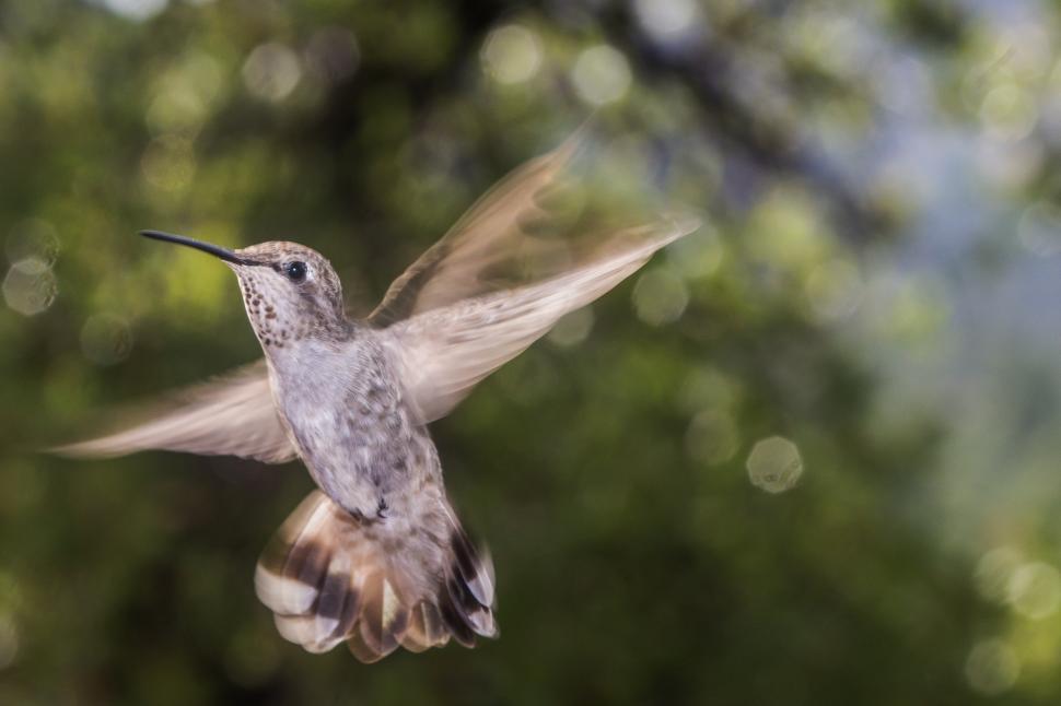 Free Image of Hummingbird hovering 