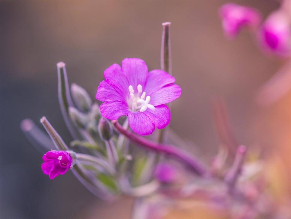 Free Image of Small pink flower  