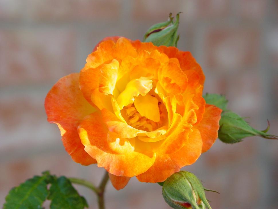 Free Image of A Rose by Any Other Name... 