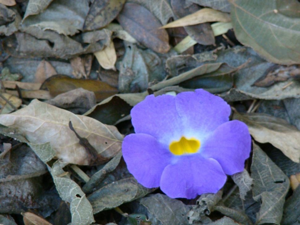 Free Image of Flower through dead leaves 