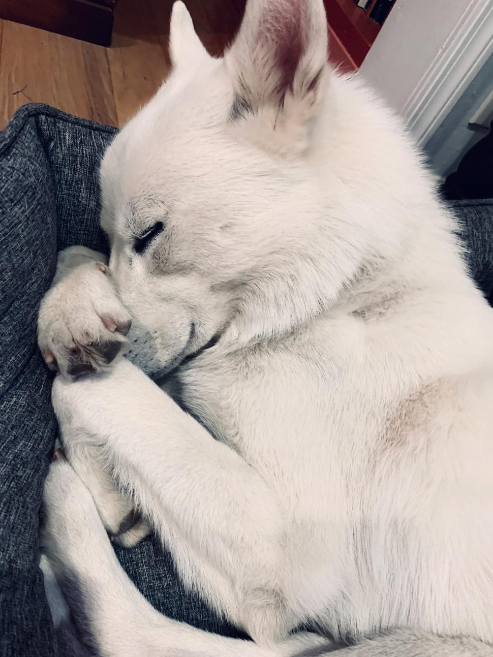 Free Image of Sleeping White Dog 