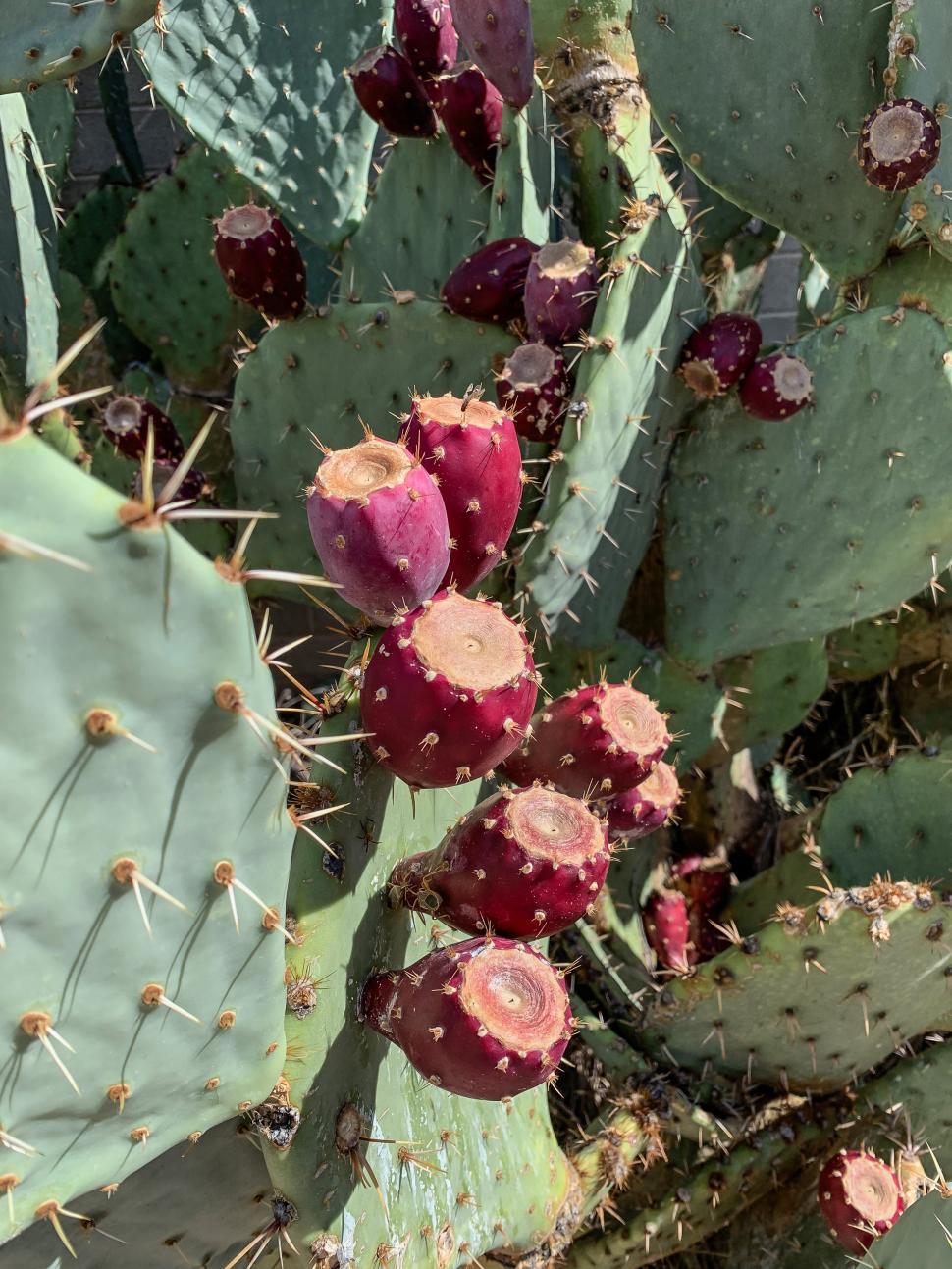 Free Image of Ripe prickly pear cactus fruit 