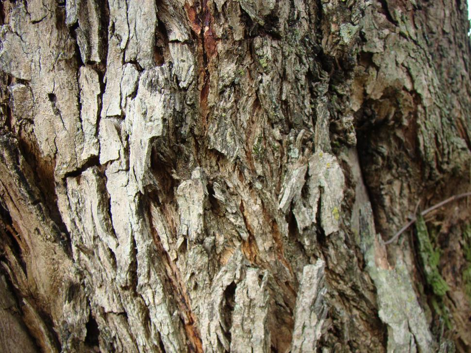 Free Image of Bark of tree texture 