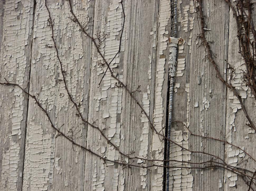 Free Image of Vines Growing on Wall 