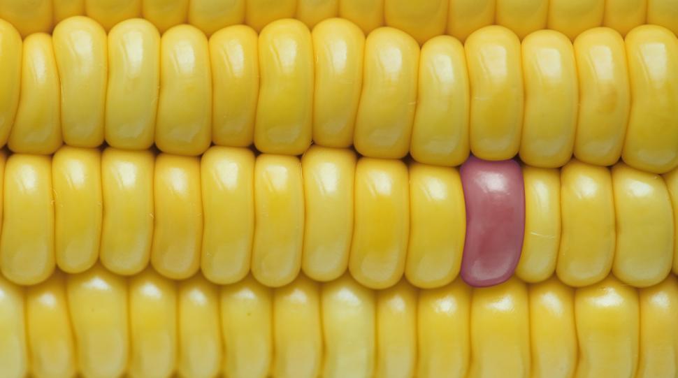 Free Image of Close up of corn on the cob 