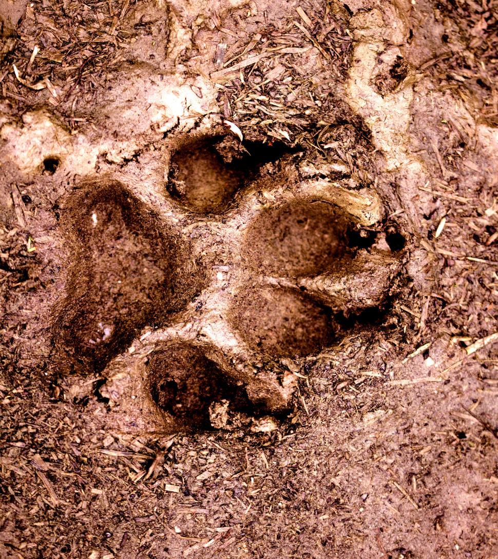 Free Image of Dog paw print in mud 