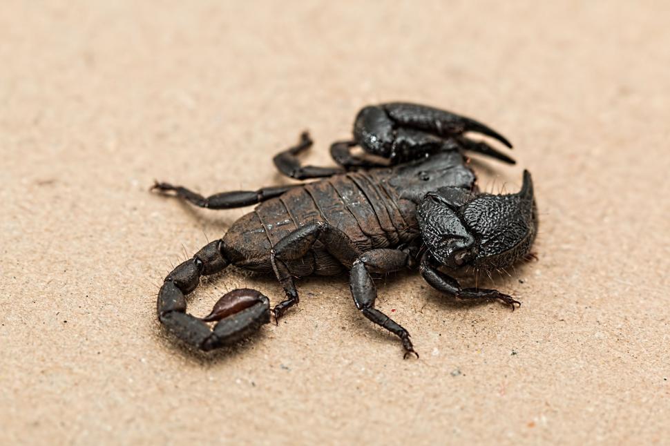 Free Image of Scorpion Laying on Sand 