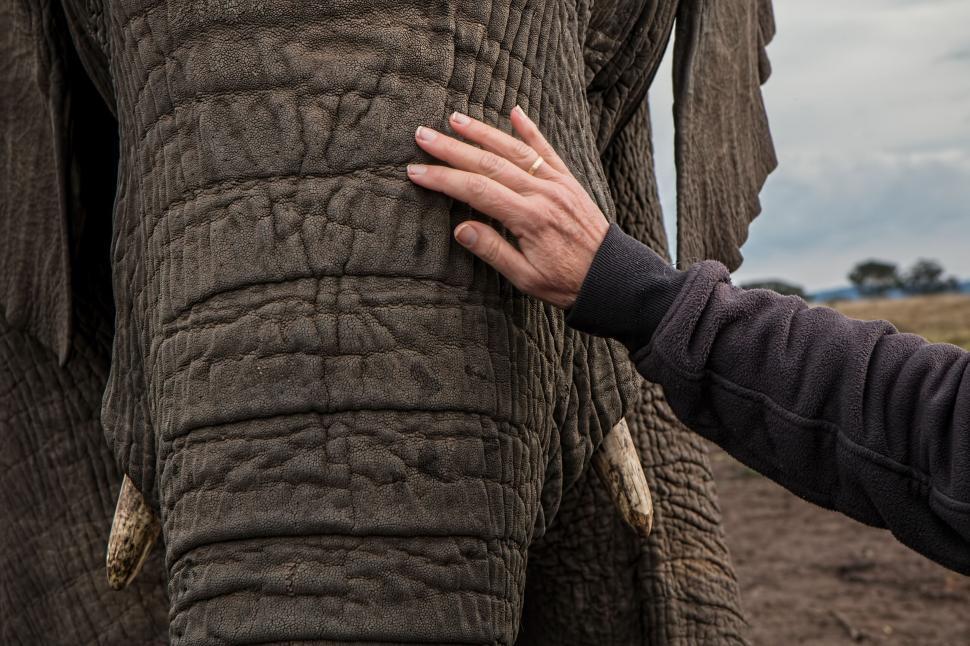 Free Image of Man Touching Trunk of Elephant 