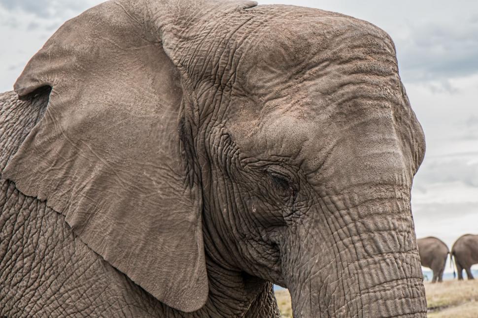 Free Image of Close Up of Elephant With Other Elephants in Background 