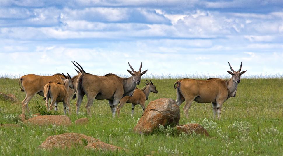 Free Image of Herd of Antelope Standing on Lush Green Field 