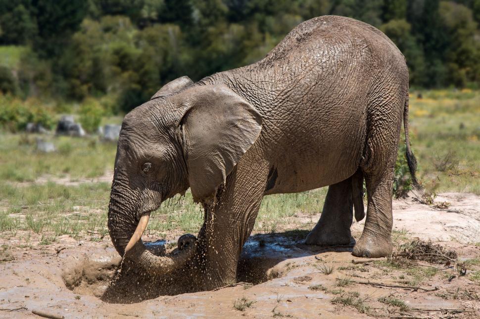 Free Image of Baby Elephant Playing in Mud 