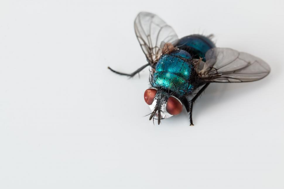 Free Image of Blue Fly on White Surface 