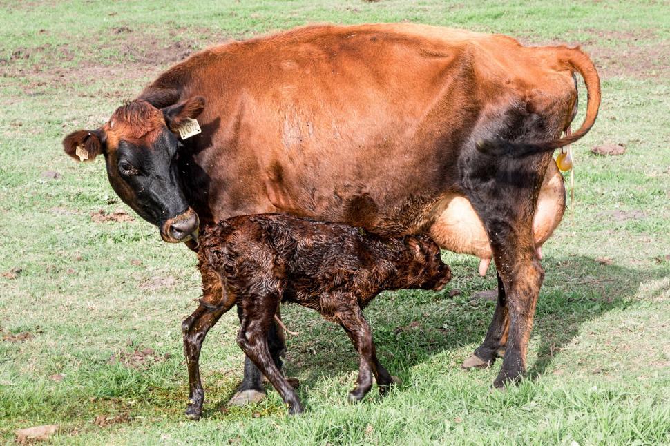 Free Image of cow calf newborn calf farm animal beef agriculture cattle dairy livestock country brown grass countryside grazing pasture milk rural farming field husbandry bovine young udder breeding ranch breed agricultural pastoral nurture 