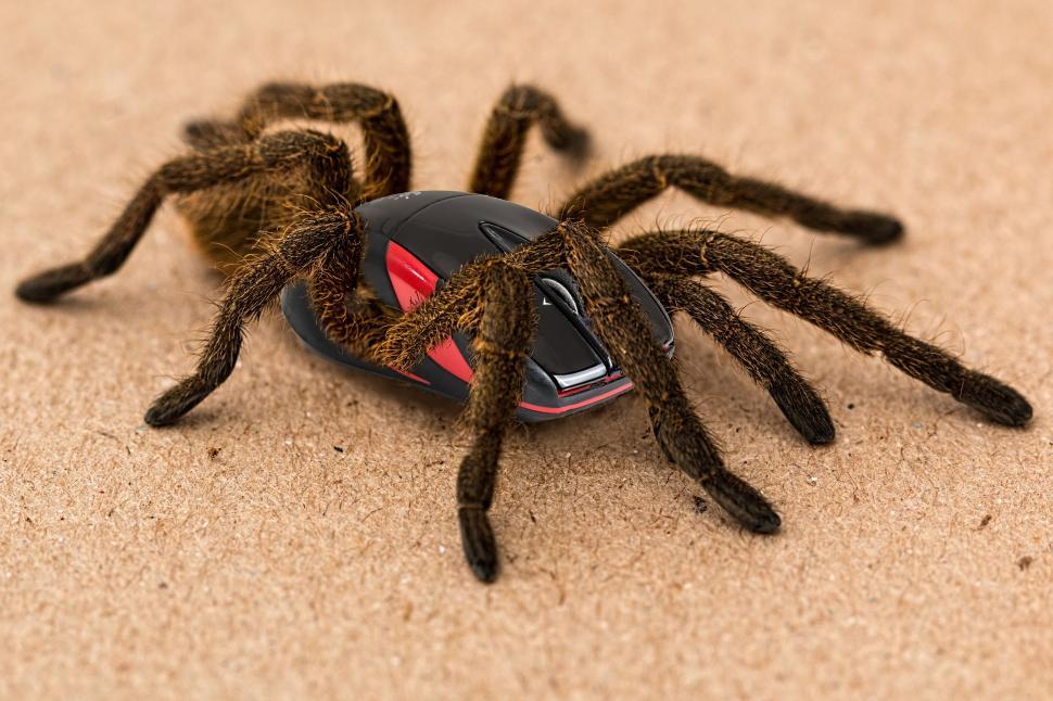 Free Image of Close Up of Spider on Ground 
