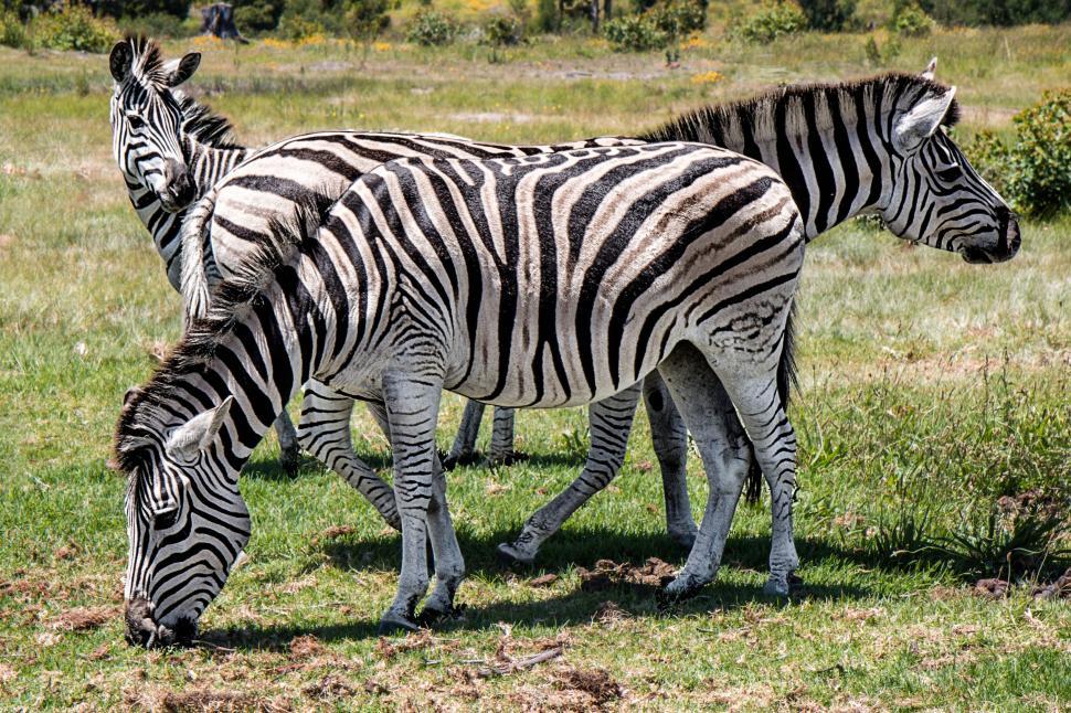 Free Image of Three Zebras Grazing in Grass Field 