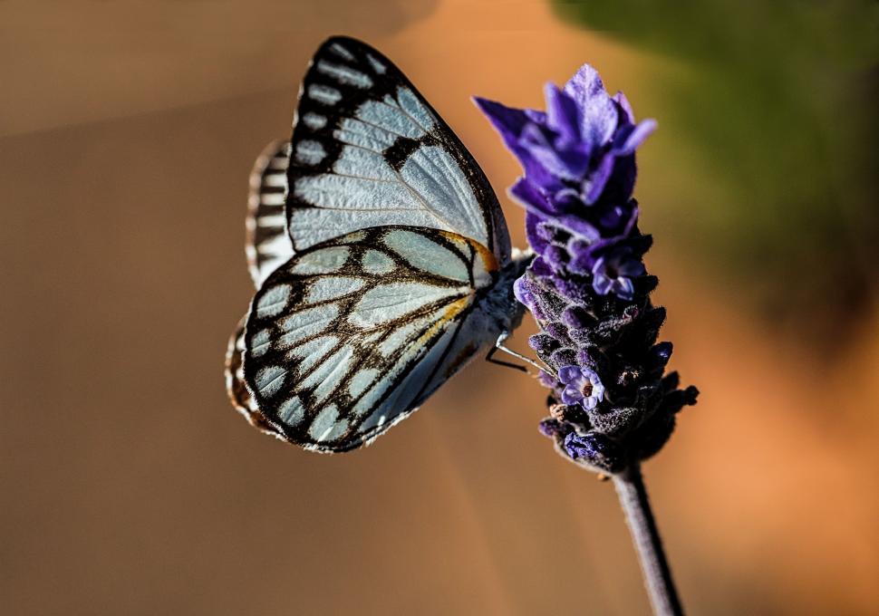 Free Image of Butterfly Perched on Purple Flower 
