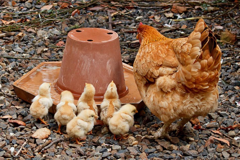 Free Image of Group of Chickens Next to Clay Pot 