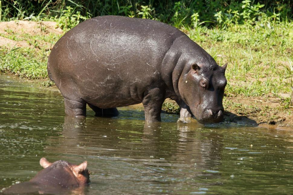 Free Image of Hippopotamus Standing in Body of Water 