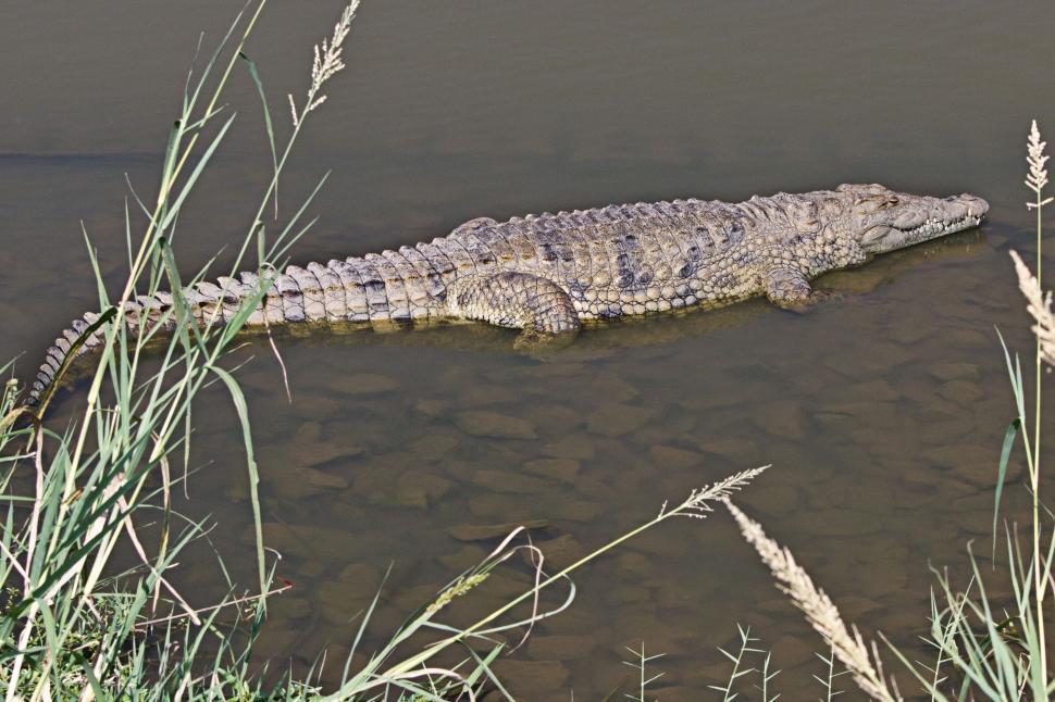 Free Image of Large Alligator Laying in Water 