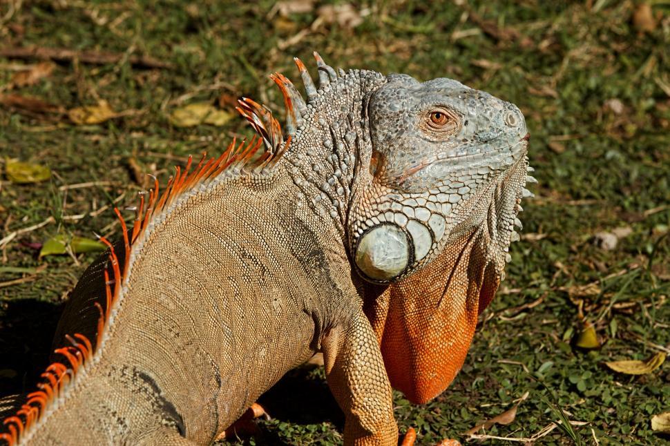 Free Image of iguana reptile lizard dragon animal cold-blooded animal 