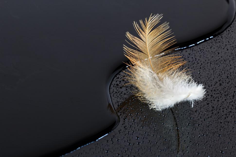 Free Image of Single Feather on Black Surface 