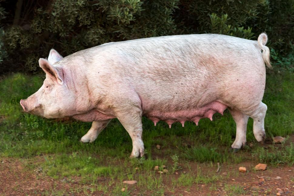 Free Image of Large White Pig Standing on Top of Lush Green Field 