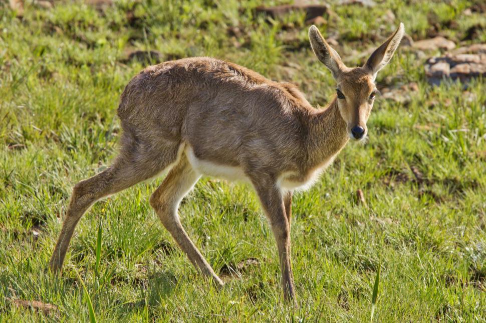 Free Image of female buck doe deer delicate frightened scared skittish reebok grey rhebuck grey rhebok south african antelope pelea capreolus 