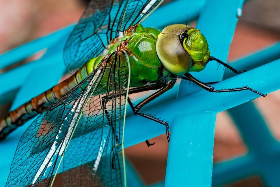 Free Image of Green Dragonfly Resting on Blue Chair 