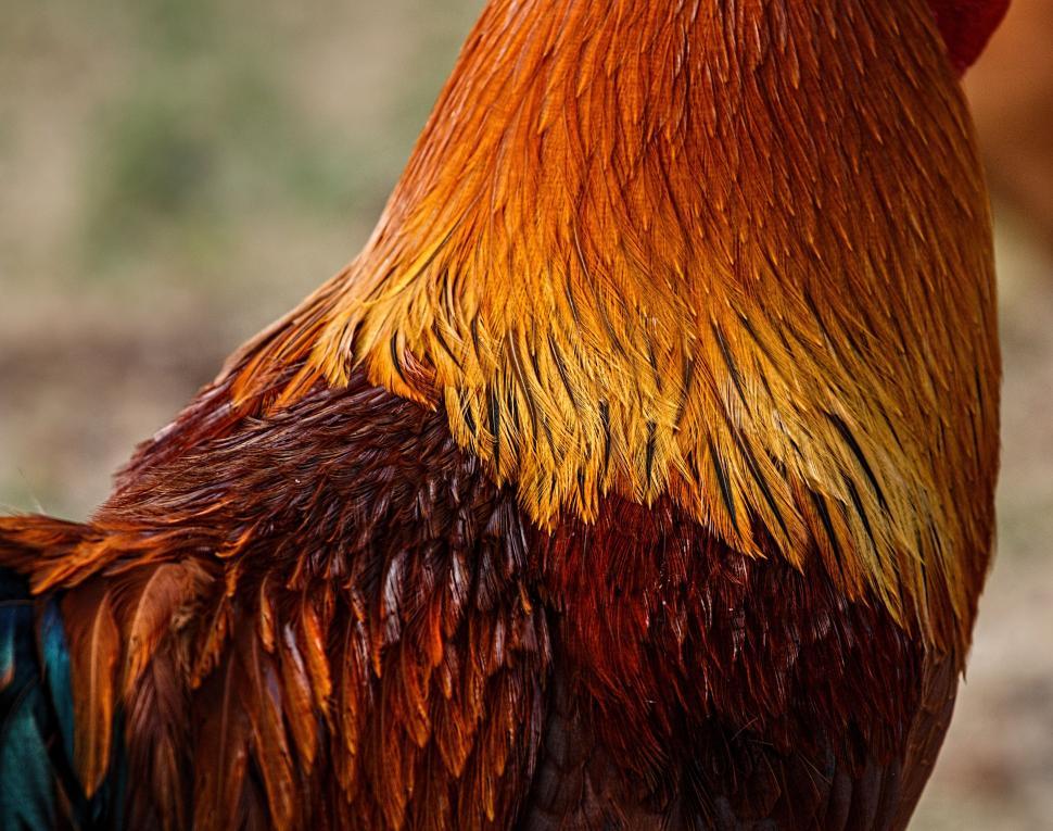 Free Image of Close Up of a Roosters Head and Neck 