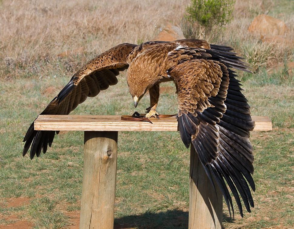 Free Image of Large Bird of Prey Perched on a Wooden Bench 