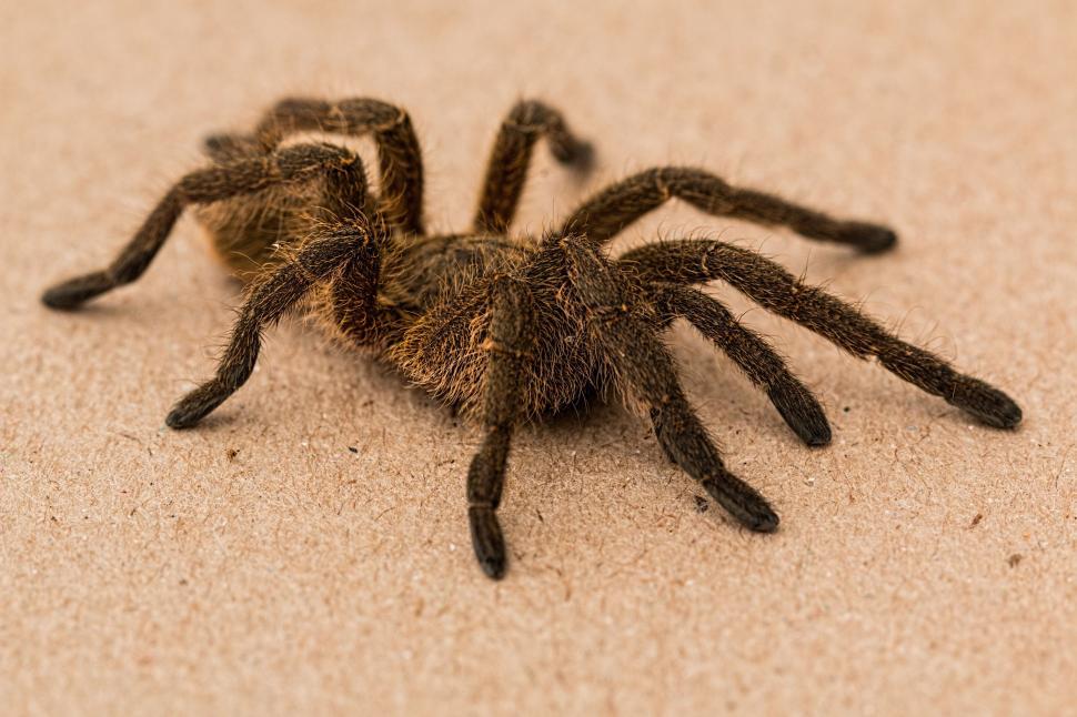 Free Image of Close Up of a Spider on the Ground 