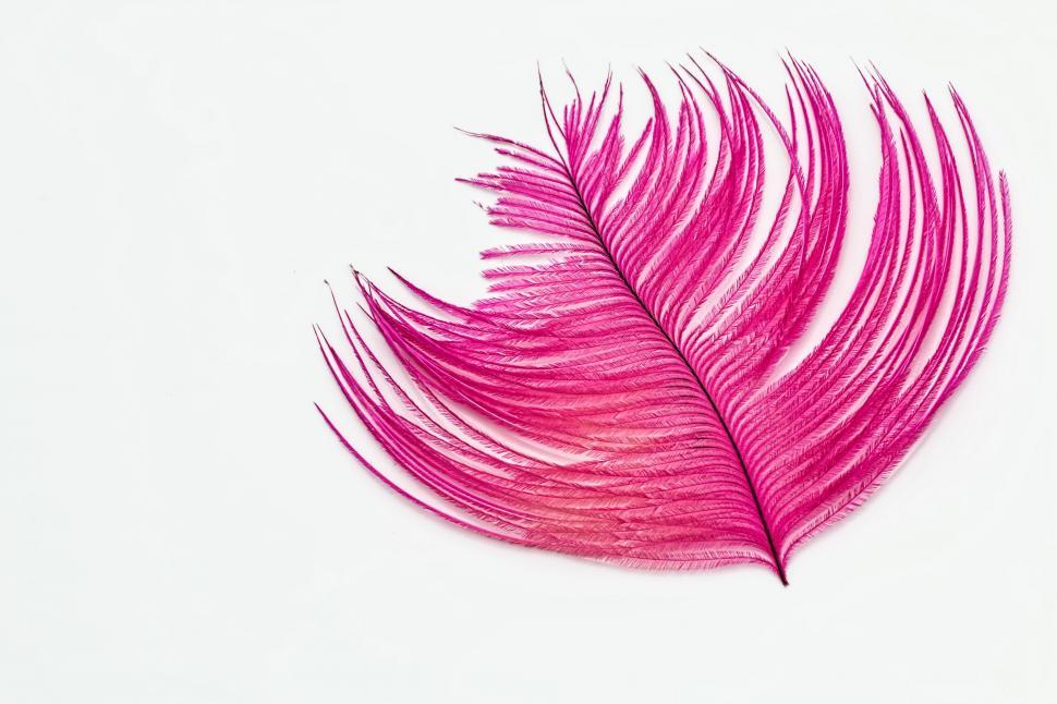 Free Image of Pink Feather on White Background 
