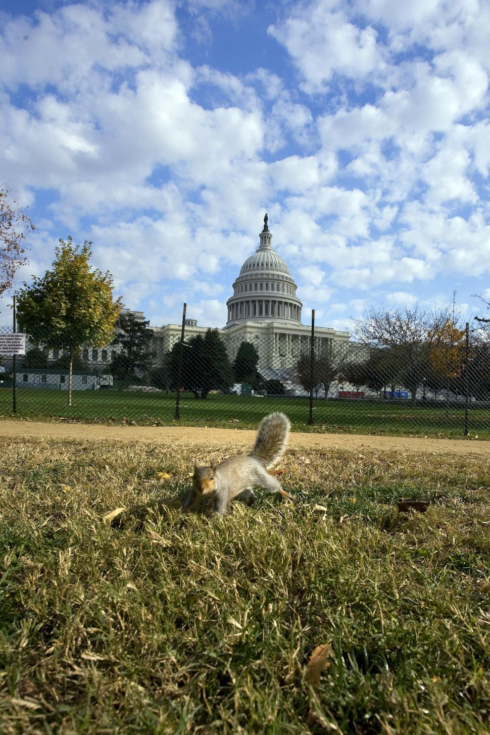 Free Image of Squirrel at US Capitol 