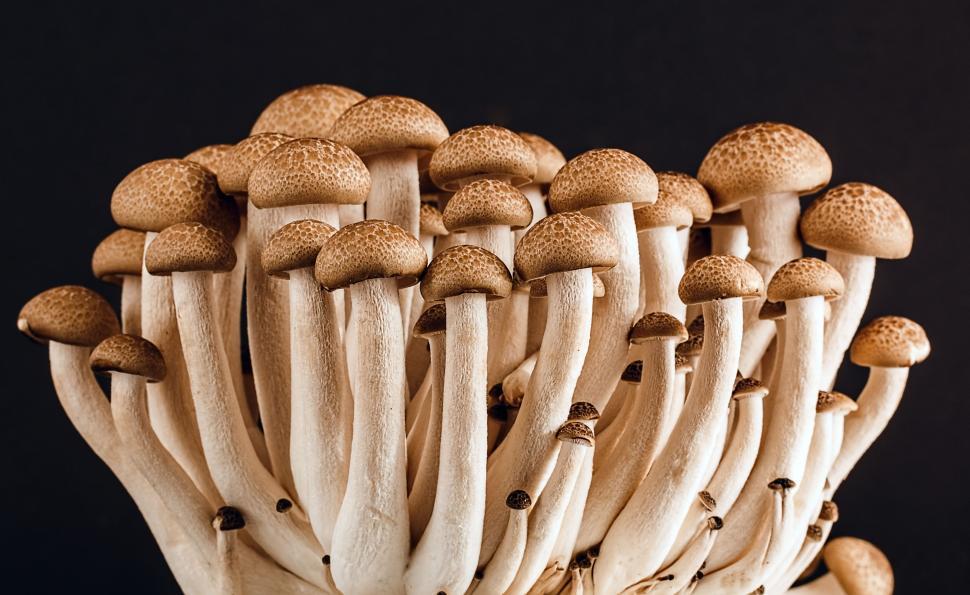 Free Image of Cluster of Mushrooms on Table 