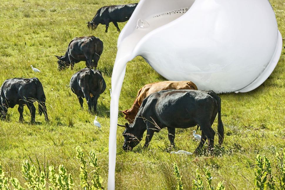 Free Image of cow milk dairy cattle farm agriculture livestock pasture protein nourishment meadow grazing calcium vitamins breakfast 