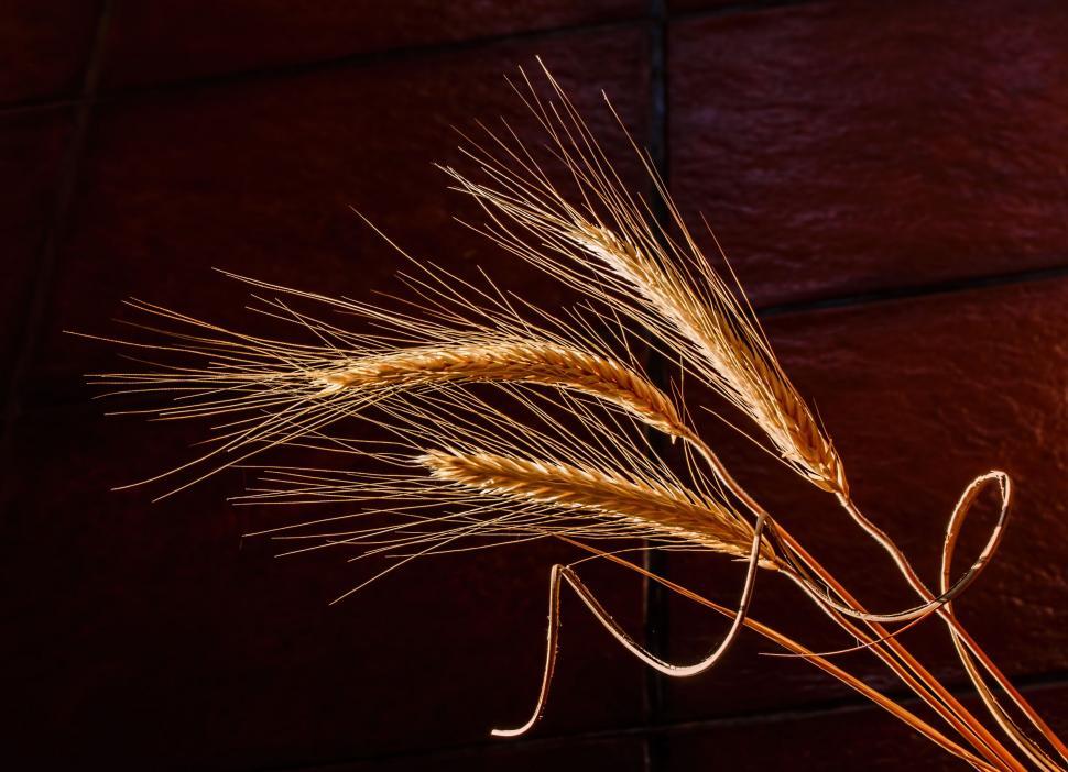 Free Image of Close Up of a Stalk of Wheat on a Table 