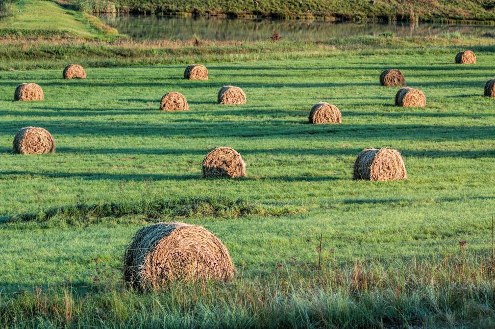 Free Image of bales fodder hay cattle feed farm agriculture straw harvest rural summer autumn landscape green meadow countryside dawn morning farmland pasture sunrise wallpaper 
