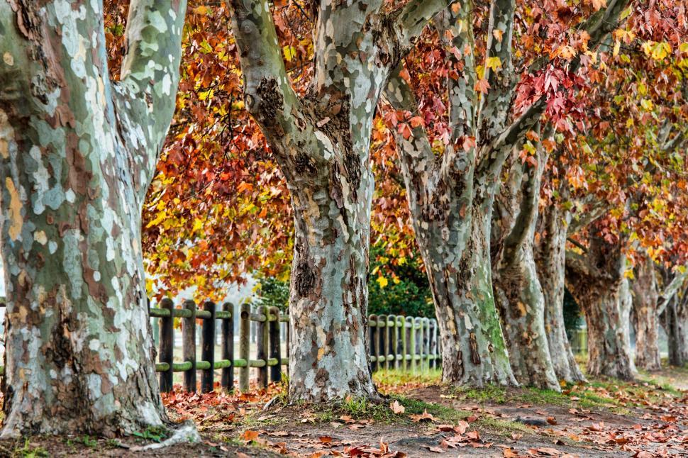 Free Image of Row of Trees With Fallen Leaves 