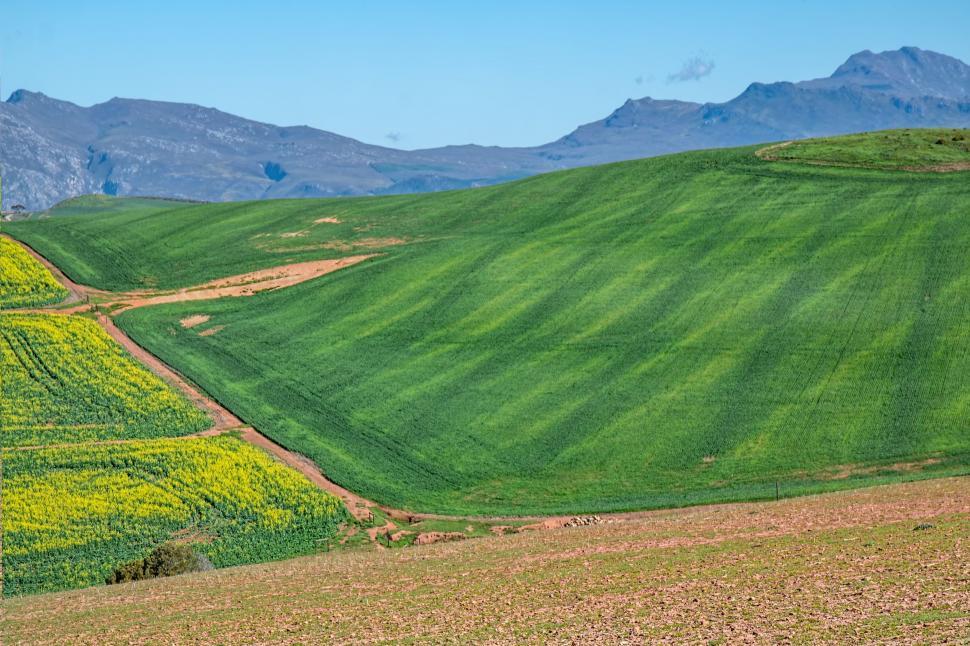Free Image of canola fields rolling hills cultivation crops agriculture rape countryside landscape farming mountains summer ecology springtime green planting farmland rustic rural overberg swellendam 